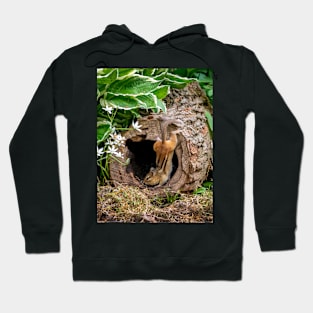 Acrobatic  chipmunk in a hollow log Hoodie